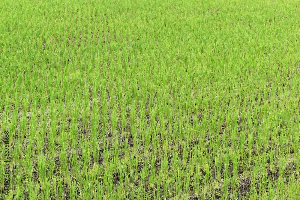 Fototapeta premium 田舎の田園風景