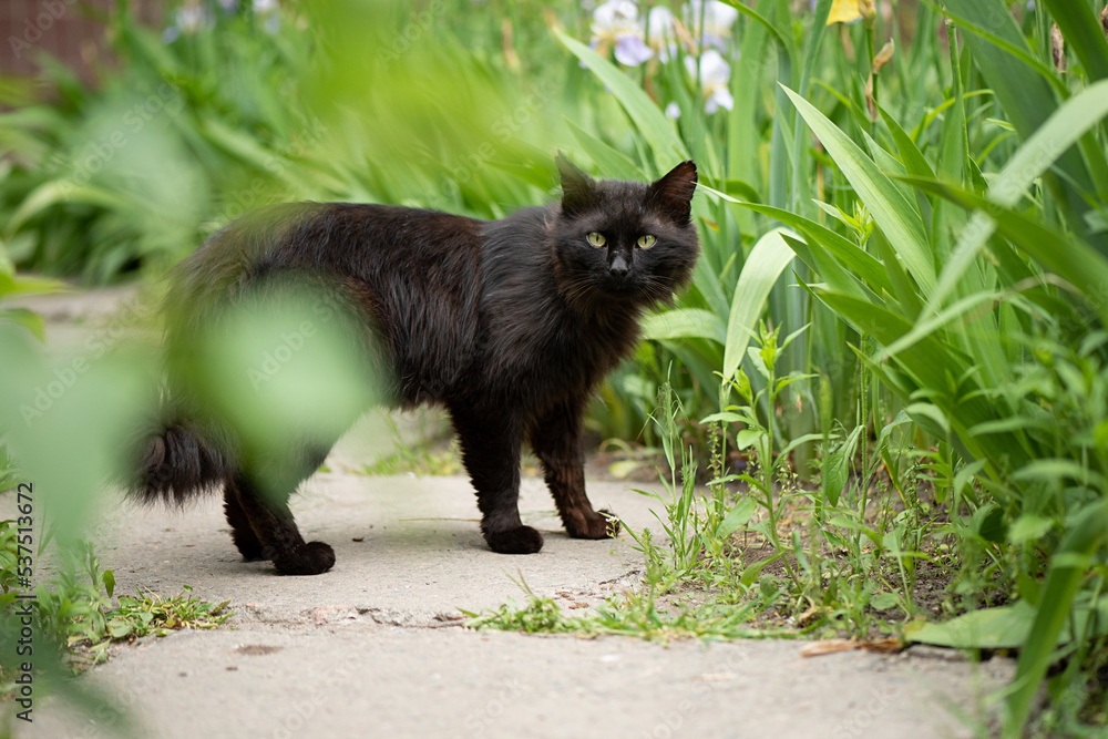 Black cat in green grass Black cat in green grass