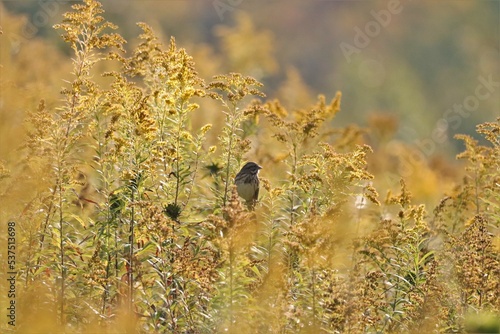 Beautiful Bird Perched in Gold the PA Wilds Pennsylvania Benezette  photo