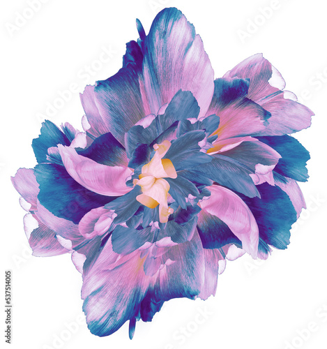 Fototapeta Naklejka Na Ścianę i Meble -  Blue-pink   tulip.  Flower on white isolated background with clipping path.  For design.  Closeup.  Nature.