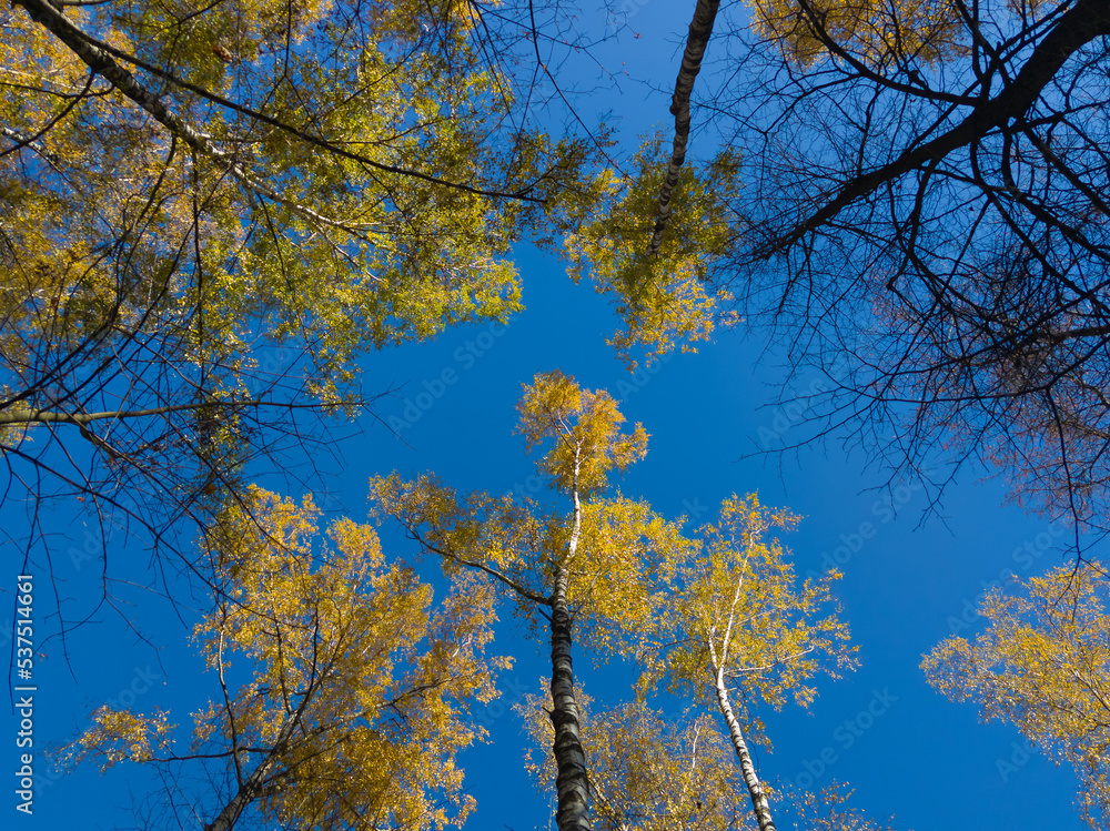 Fall autumn treetops upward view from a ground Fall autumn treetops upward view from a ground