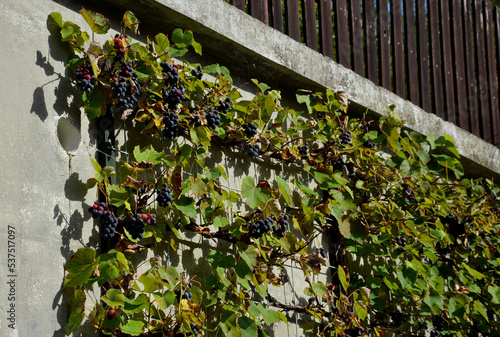 cultivation of wine grapes of fashionable variety. The vine is attached to a metal lattice wire fence on a concrete wall. trellis holds the shape of a tree. cut gardening shears