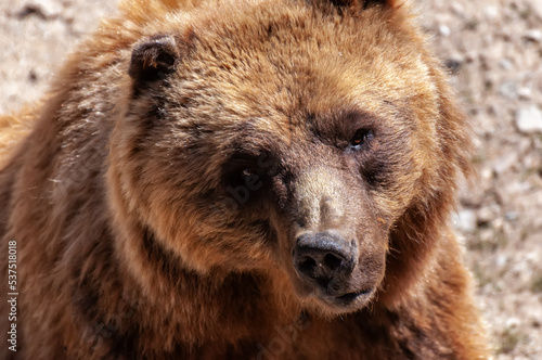 Wallpaper Mural Primer plano de un gran oso pardo (Ursus arctos) en un parque natural, vista cenital. Torontodigital.ca