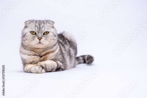 portrait Purebred Scottish Fold cat on a white background with copy space. Banner with place for text. Shop for animals. Grey background. Cute animals © Irina Tkachuk