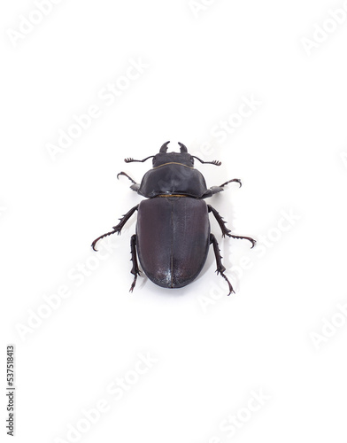 One black beetle.