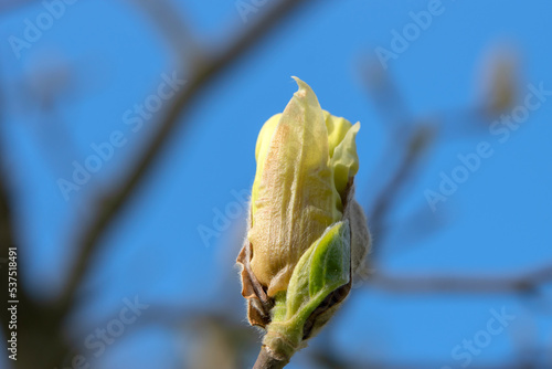 Close Up Magnolia Sundance photo