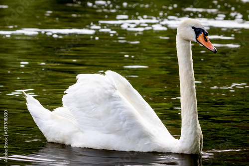 Mute Swan