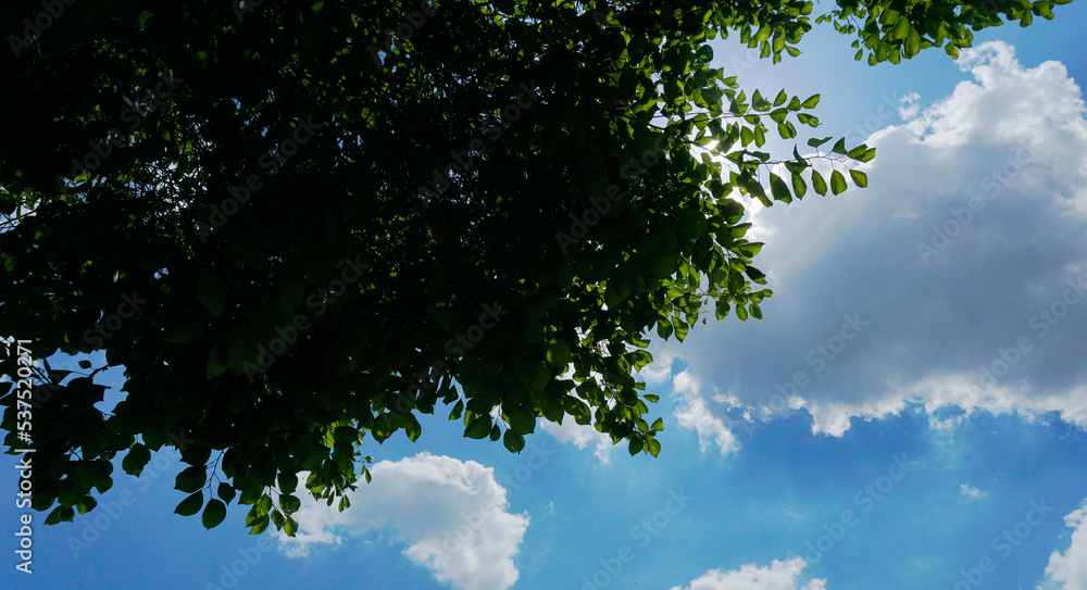 The sun's rays come from behind the tree branches