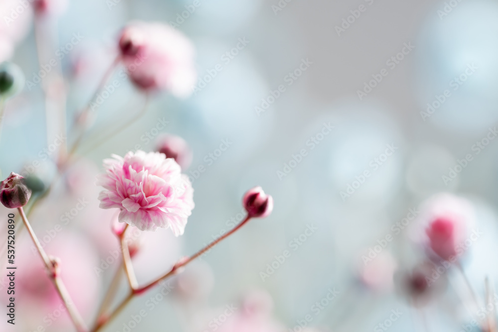 カラフルに染められたかすみ草 カラフルに染められたかすみ草