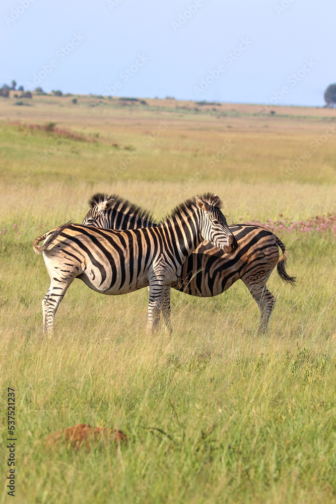 Fototapeta premium Plains Zebra, South Africa
