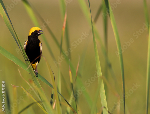 Male Yellow-crowned Bishop in breeding plumage, Kruger National Park, South Africa photo