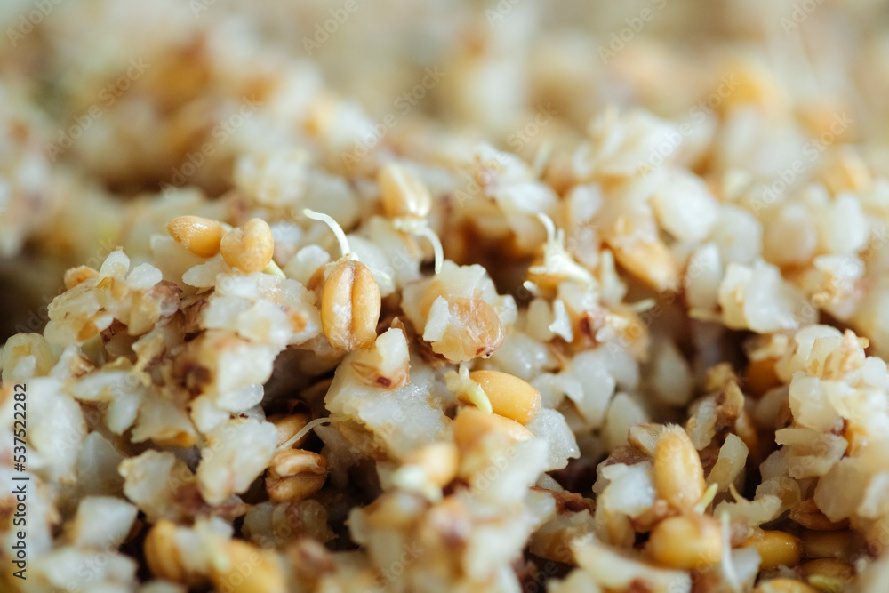 close-up of boiled buckwheat and sprouts of wheat grains. healthy vegetarian food concept close-up of boiled buckwheat and sprouts of wheat grains. healthy vegetarian food concept
