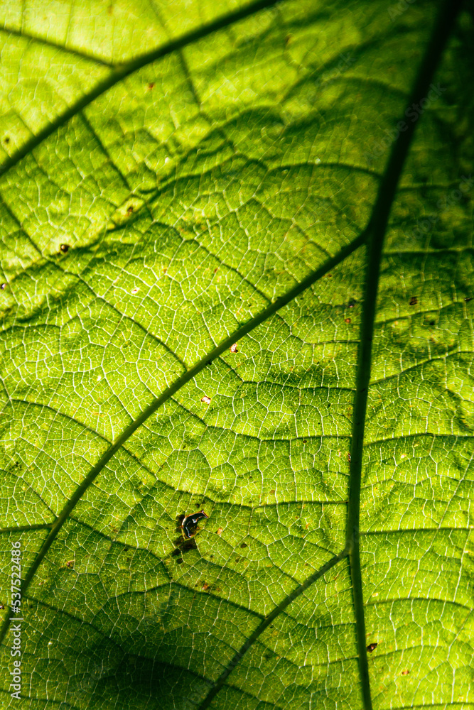 Obraz premium Hoja textura