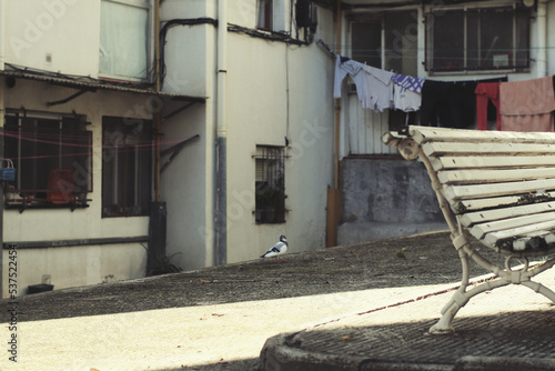 Palomo blanco, con rayas, en el barrio © MONS GUERRERO