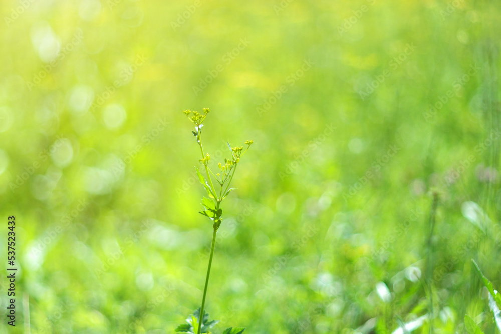 Bokeh of light, green grass and trees. Sun rays. Blurred unfocused video. Summer or spring season Bokeh of light, green grass and trees. Sun rays. Blurred unfocused video. Summer or spring season