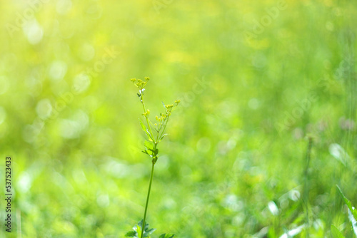 Bokeh of light, green grass and trees. Sun rays. Blurred unfocused video. Summer or spring season © Алексей Филатов