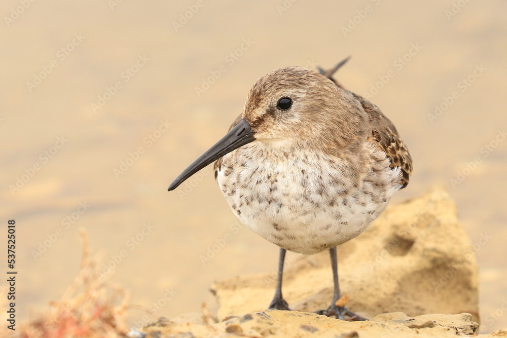 Dunlin, Calidris alpina, cute shorebird Dunlin, Calidris alpina, cute shorebird