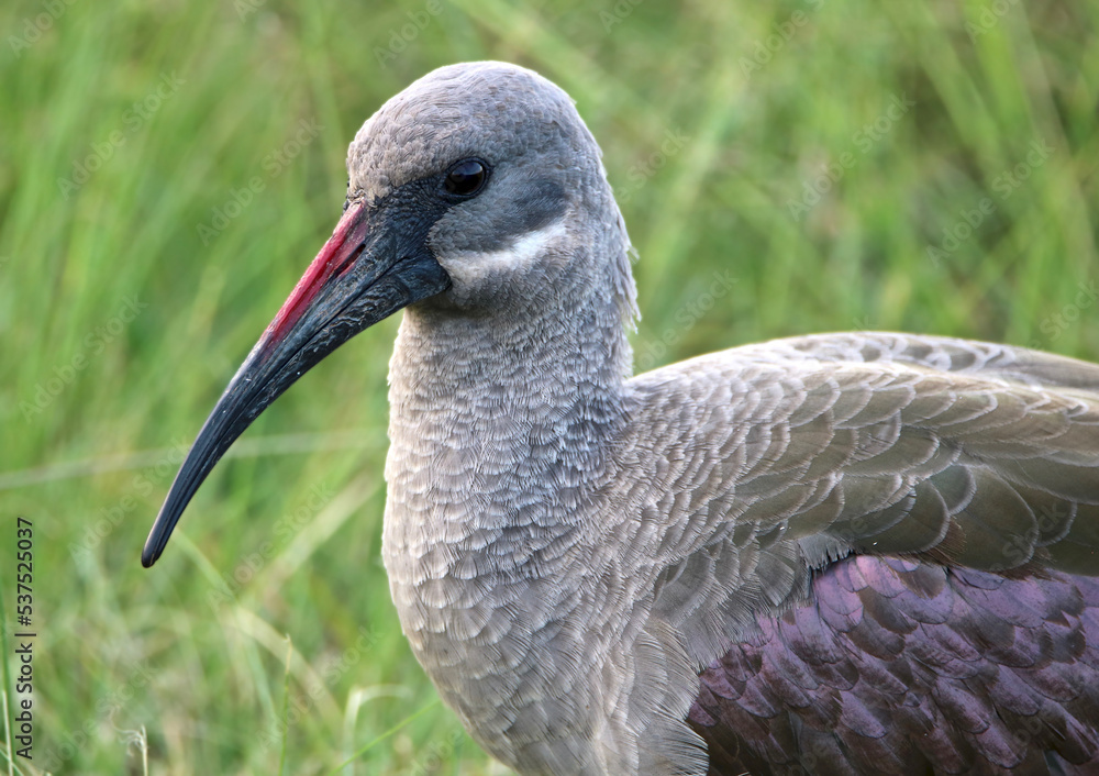 Fototapeta premium Hadeda Ibis, Kruger National Park, South Africa