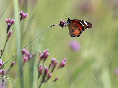 Canvas Print African Monarch or Plain Tiger butterfly (Danaus chrysippus) feeding on nectar o