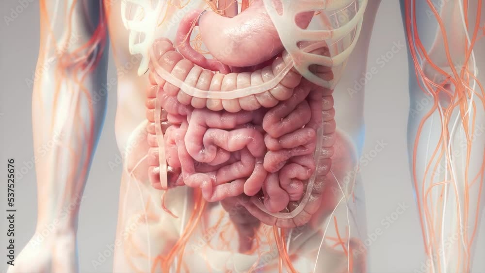 Human digestive system animations | Animated Large intestine Stock ...