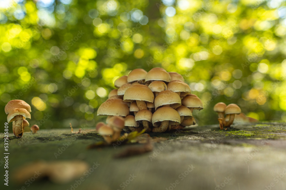Bunch of wild mushrooms growing on tree stump in the forest in Europe in October. Close up ground level shot, no people