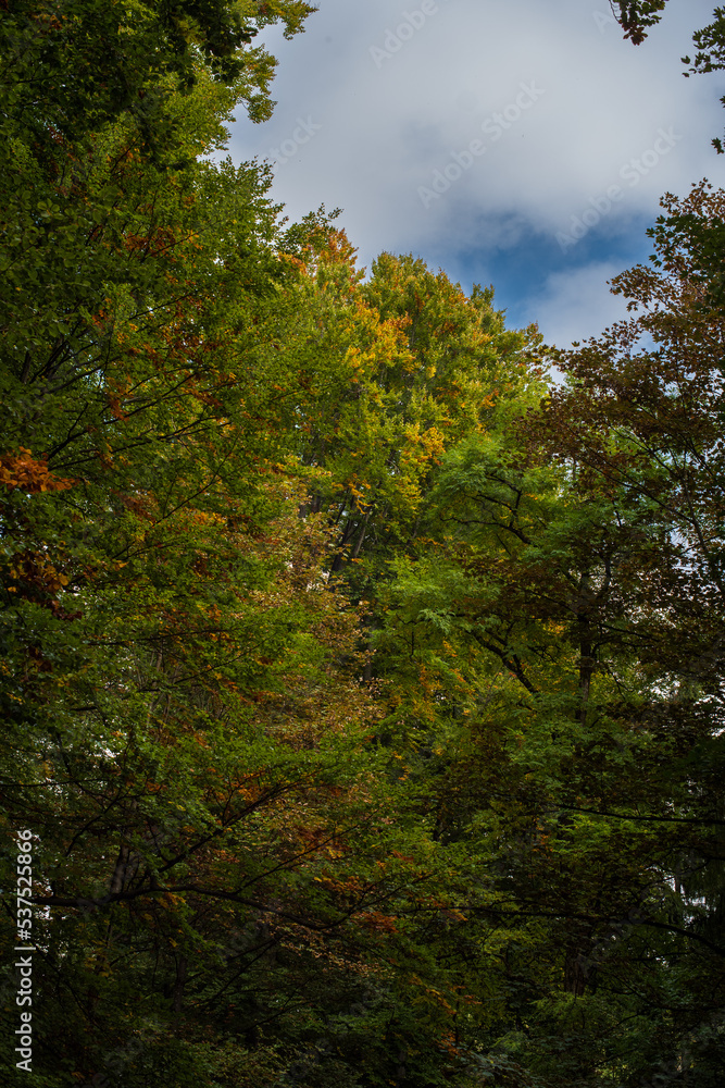 Autumn trees with colorful leaves in a forest scene in Europe. Daytime shot, no people