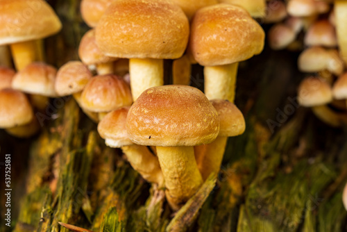 Bunch of wild mushrooms growing on tree stump in the forest in Europe in October. Close up ground level shot, no people
