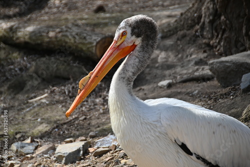 White Pelican in captivity - Big bird with big beak, 
