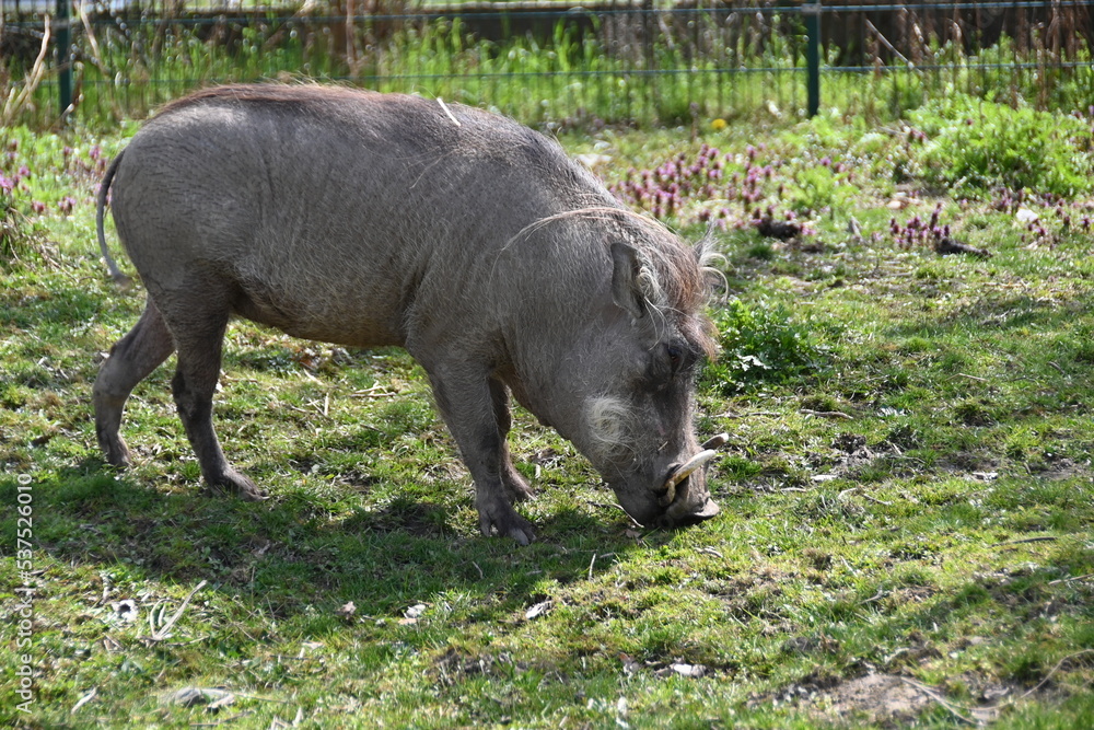 Savanna pig - warthog
wild animal in captivity Savanna pig - warthog
wild animal in captivity