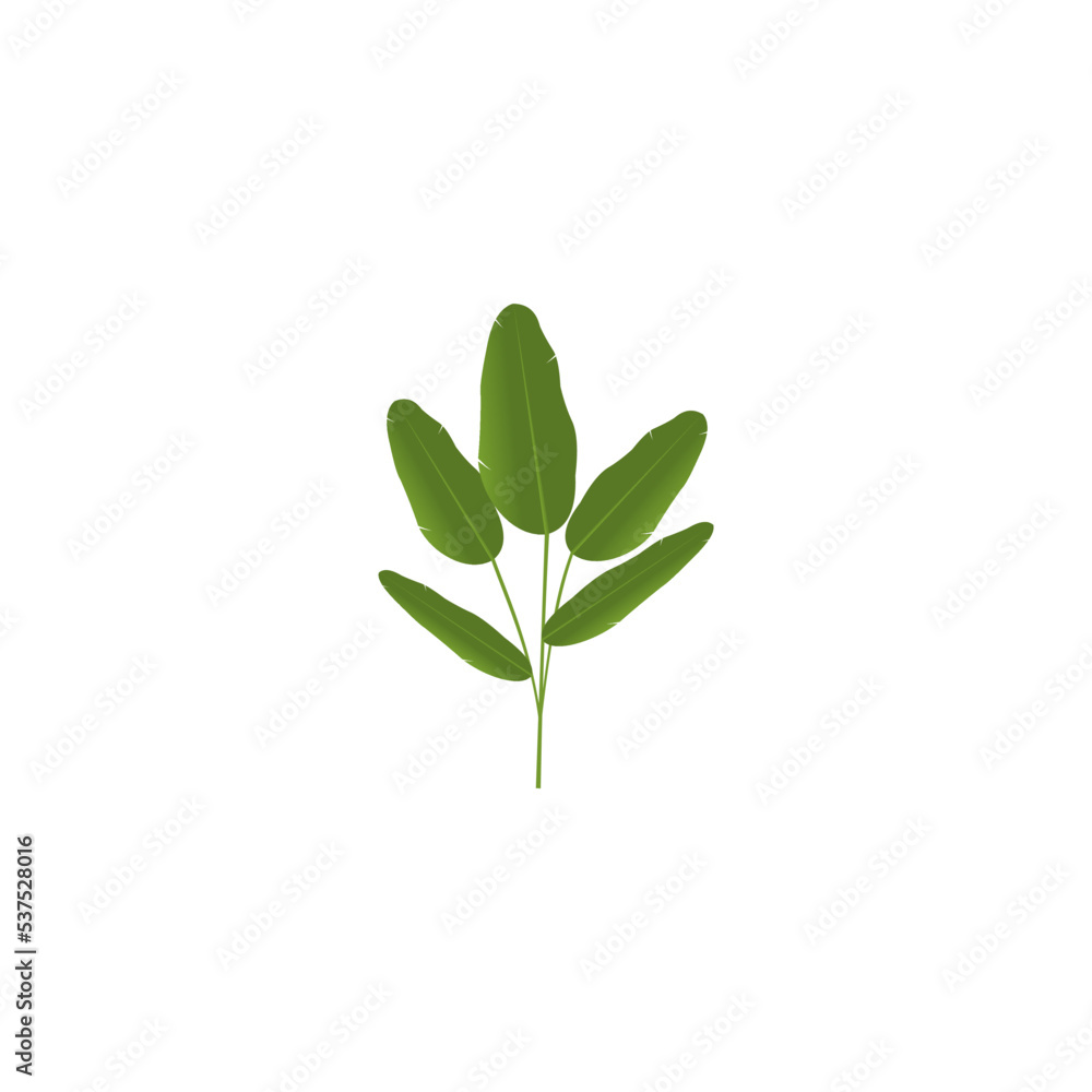 Banana leaf on white background. Banana leaf on white background.