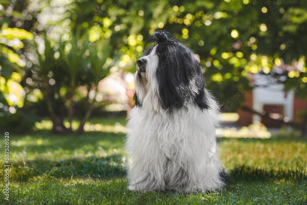 Beautiful Tibetan terrier male  dog sitting on the grass  in the backyard  on summer sunny day. Animal themes, selective focus, copy space