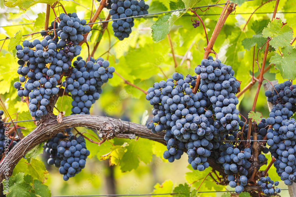 Ripe Cabernet grapes on vine growing in a vineyard . Selective focus, copy space	