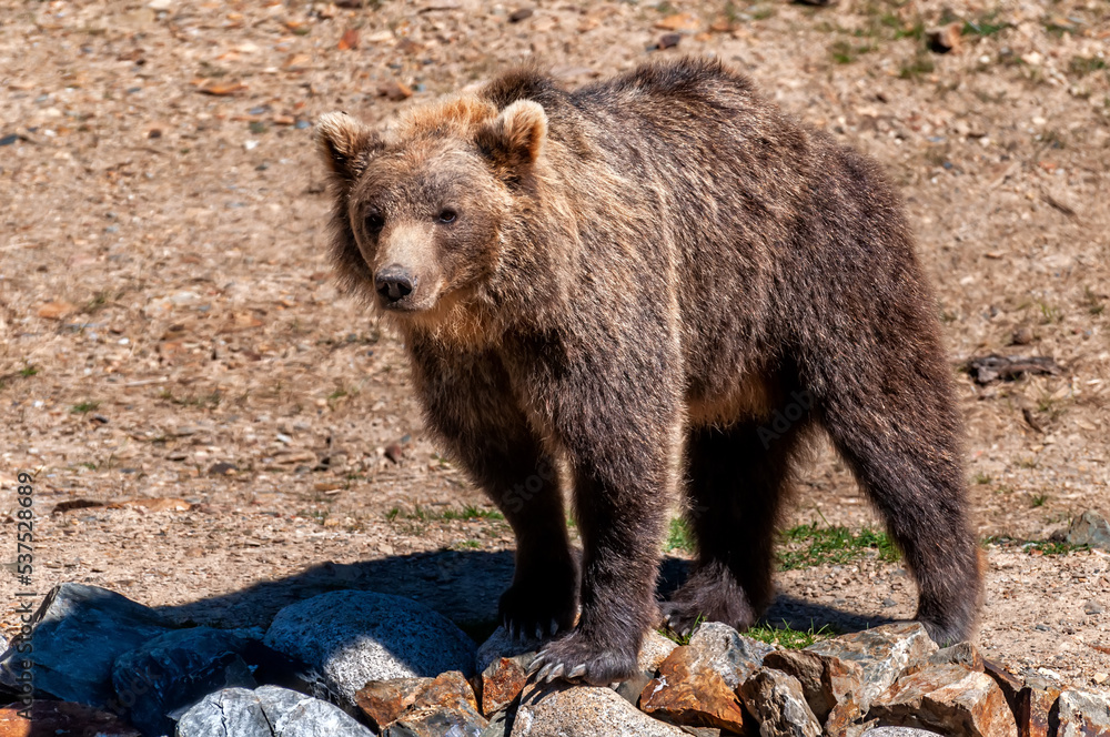 A Brown Bear (Ursus arctos) in an animal park. A Brown Bear (Ursus arctos) in an animal park.