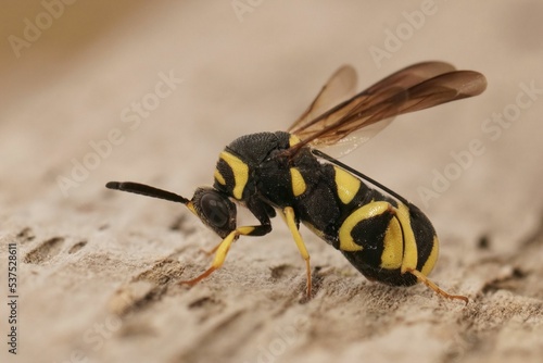 Closeup on a colorful yellow black parasitic wasp, Leucospis dorsigera with it's folded ovipository photo