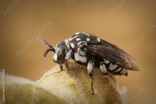 Closeup on the black and white colored editerranean cleptoparastie solitary bee, Thyreus ramosus photo