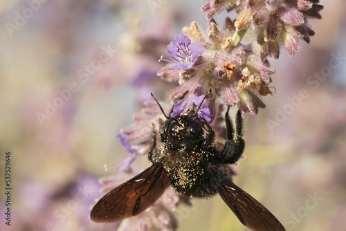 Colorful upward angle closeup on a large carpenter bee, Xylocopa violacea on purple Perovksia jangii photo