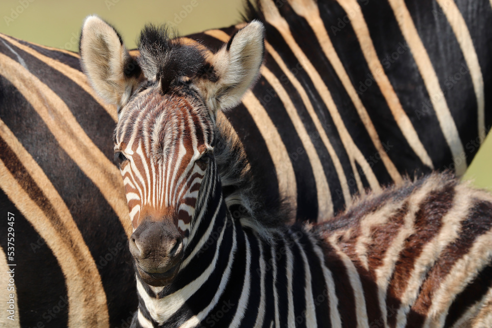Naklejka premium Plains zebra foal in Pilanesberg National Park, South Africa