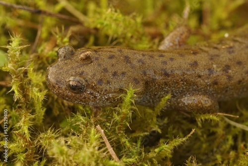 Closeup on the endangered Japanese Oita salamander Hynobius dunni sitting on green moss photo