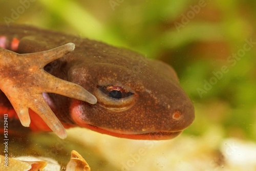 Closeup on the head of an adult, aquatic male Japanese fire-bellied newt, Cynops pyrrhogaster photo