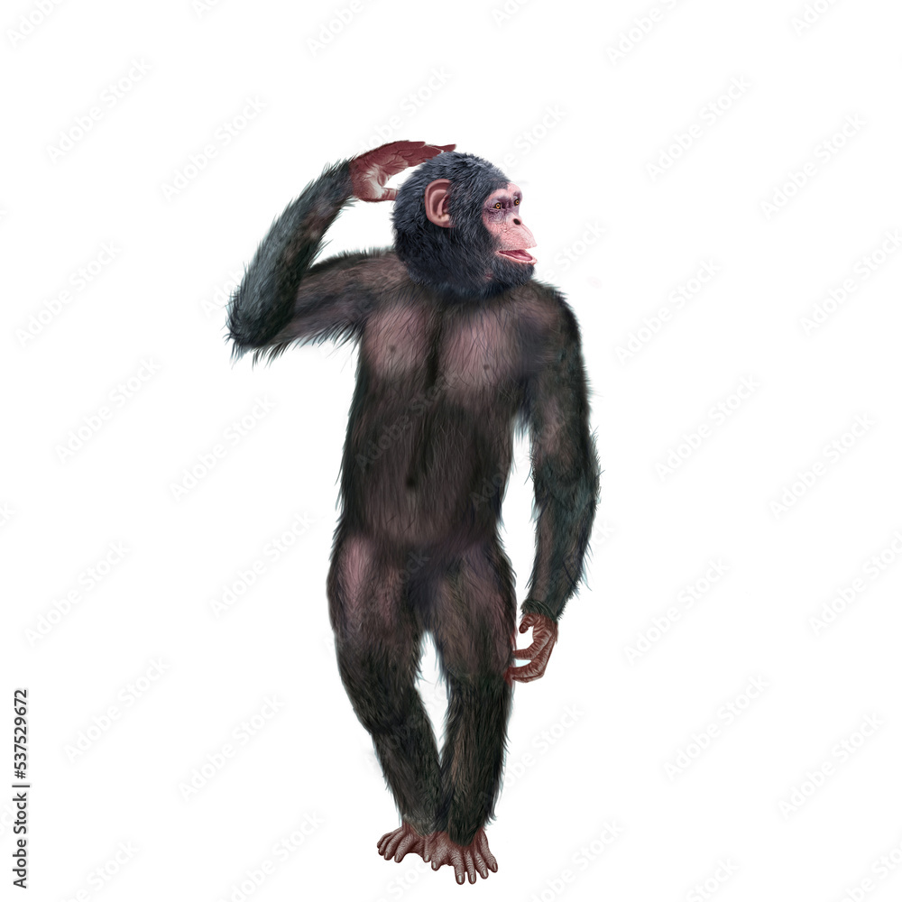 chimpanzé, attitude, mouvement, gesticule, singe, expression, mammifère, jardin zoologique, illustration, animal, fourrure, bonobo, nature, sauvage, faune, drôle
chimpanzé, attitude, mouvement, gesticule, singe, expression, mammifère, jardin zoologique, illustration, animal, fourrure, bonobo, nature, sauvage, faune, drôle