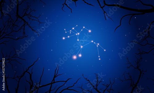   onstellation of Centaurus. Stars on the blue night sky with silhouette of tree. Constellation scheme collection. Vector illustration