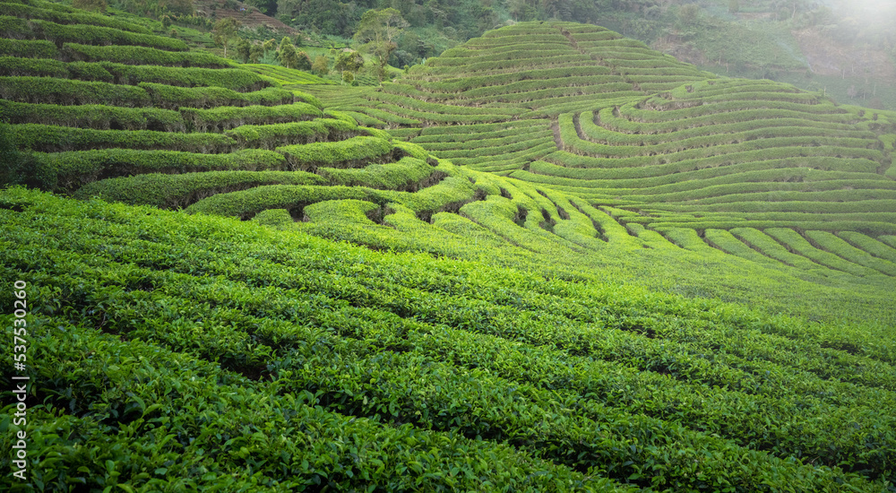 Green tea plantation with beautiful light
