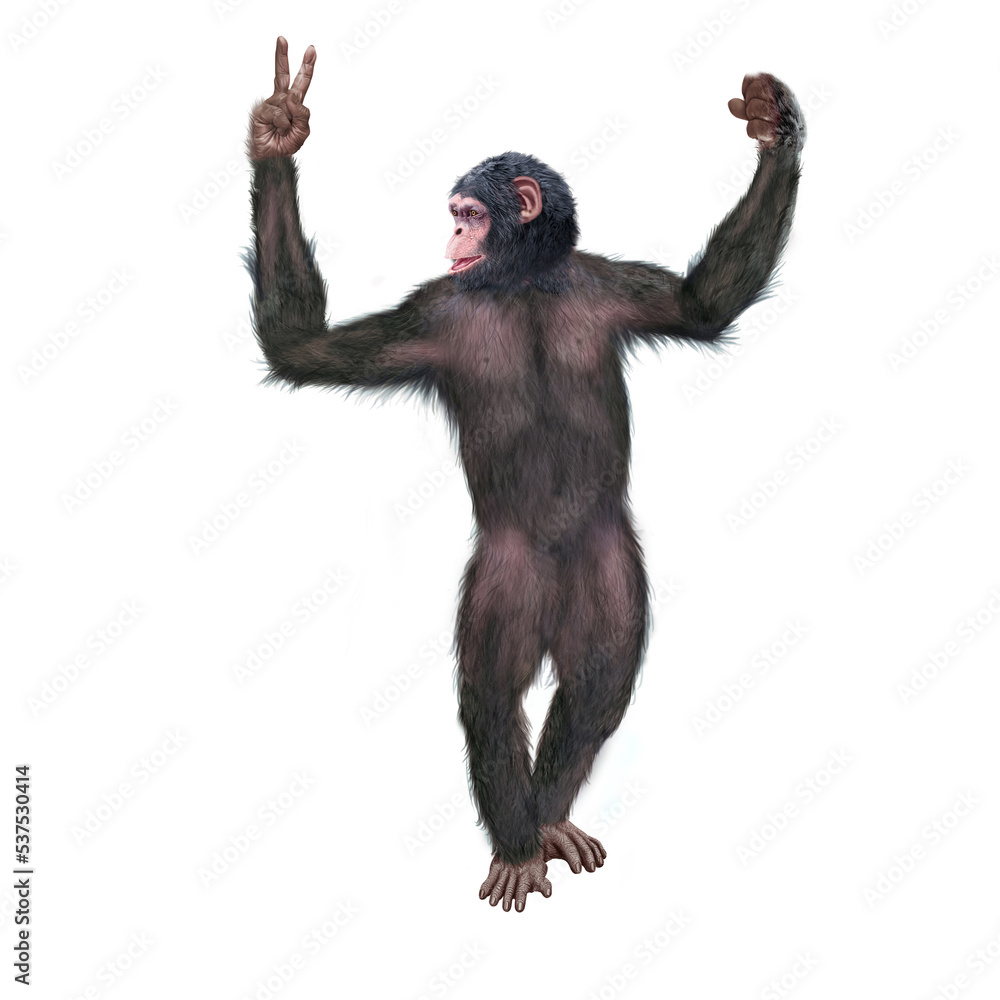 chimpanzé, attitude, mouvement, gesticule, singe, expression, mammifère, jardin zoologique, illustration, animal, fourrure, bonobo, nature, sauvage, faune, drôle chimpanzé, attitude, mouvement, gesticule, singe, expression, mammifère, jardin zoologique, illustration, animal, fourrure, bonobo, nature, sauvage, faune, drôle