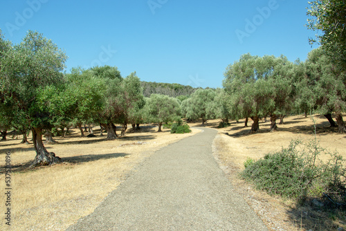 Italy  Tuscany region. Traditional plantation of olive trees.