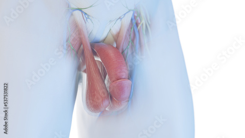 3d rendered medical illustration of the penis anatomy photo