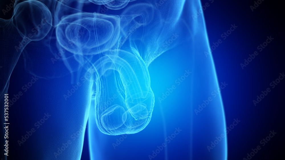 3d rendered medical illustration of the penis anatomy 3d rendered medical illustration of the penis anatomy