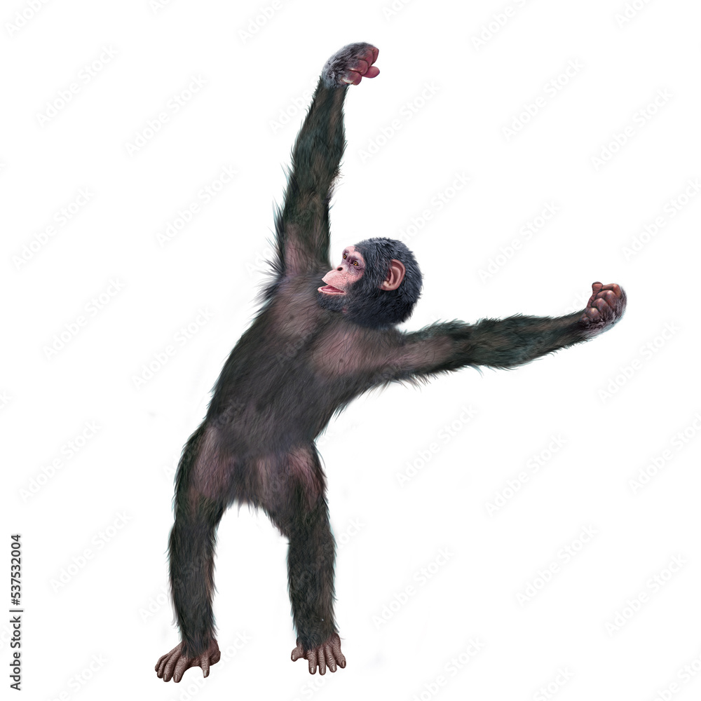 chimpanzé, attitude, mouvement, gesticule, singe, expression, mammifère, jardin zoologique, illustration, animal, fourrure, bonobo, nature, sauvage, faune, drôle chimpanzé, attitude, mouvement, gesticule, singe, expression, mammifère, jardin zoologique, illustration, animal, fourrure, bonobo, nature, sauvage, faune, drôle