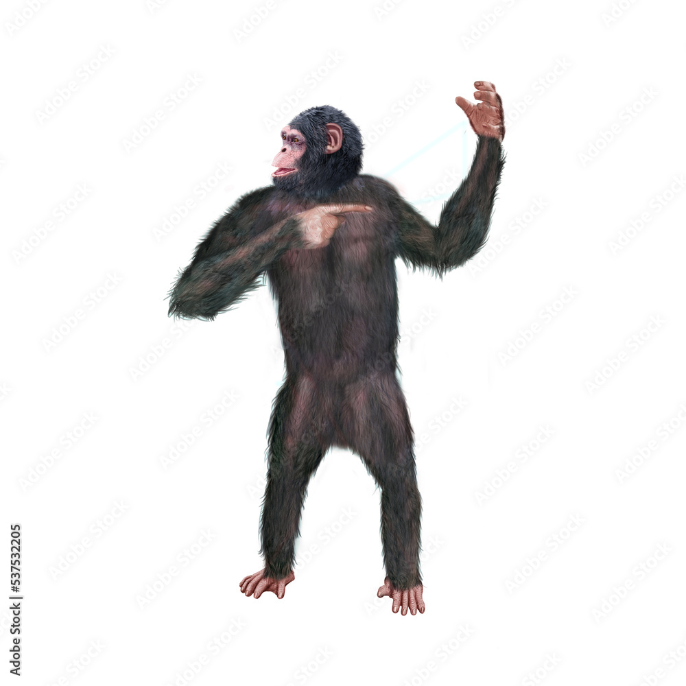 chimpanzé, attitude, mouvement, gesticule, singe, expression, mammifère, jardin zoologique, illustration, animal, fourrure, bonobo, nature, sauvage, faune, drôle chimpanzé, attitude, mouvement, gesticule, singe, expression, mammifère, jardin zoologique, illustration, animal, fourrure, bonobo, nature, sauvage, faune, drôle