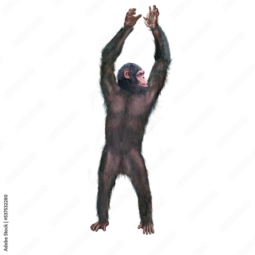 chimpanzé, attitude, mouvement, gesticule, singe, expression, mammifère, jardin zoologique, illustration, animal, fourrure, bonobo, nature, sauvage, faune, drôle chimpanzé, attitude, mouvement, gesticule, singe, expression, mammifère, jardin zoologique, illustration, animal, fourrure, bonobo, nature, sauvage, faune, drôle