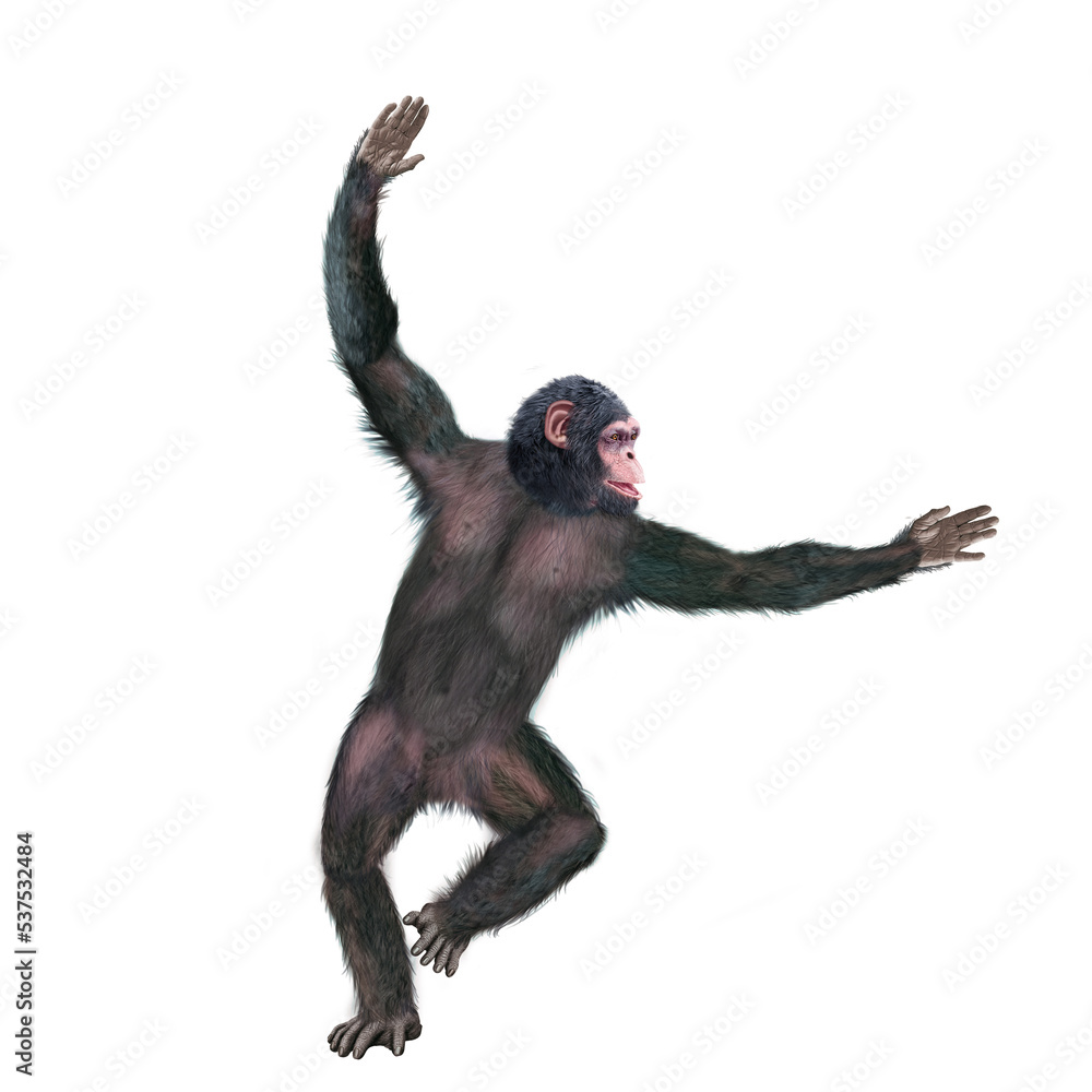 chimpanzé, attitude, mouvement, gesticule, singe, expression, mammifère, jardin zoologique, illustration, animal, fourrure, bonobo, nature, sauvage, faune, drôle chimpanzé, attitude, mouvement, gesticule, singe, expression, mammifère, jardin zoologique, illustration, animal, fourrure, bonobo, nature, sauvage, faune, drôle